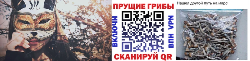 наркота  Лангепас  Галлюциногенные грибы Psilocybe 
